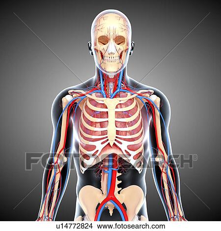 Upper body anatomy, artwork View Large Illustration Stock Illustration - Upper body anatomy, artwork. Fotosearch