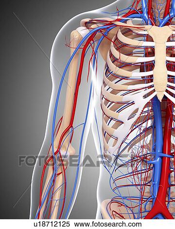 Upper body anatomy, artwork View Large Illustration Stock Illustration - Upper body anatomy, artwork. Fotosearch