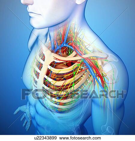 Stock Illustration - Upper body anatomy, artwork. Fotosearch