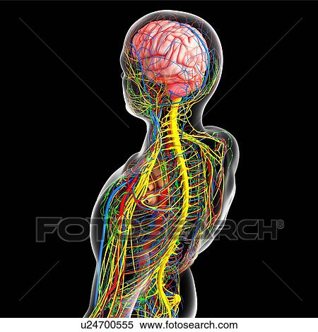 Upper body anatomy, artwork View Large Illustration Stock Illustration - Upper body anatomy, artwork. Fotosearch