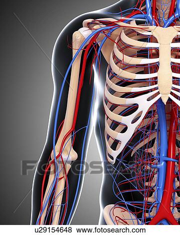 Stock Illustration - Upper body anatomy, artwork. Fotosearch