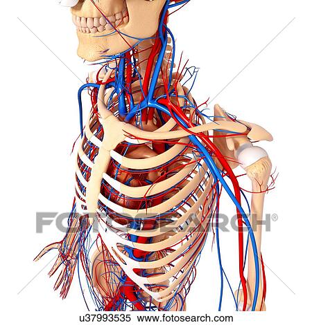 Stock Illustration - Upper body anatomy, artwork. Fotosearch