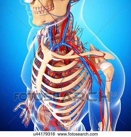 Upper body anatomy, artwork View Large Illustration Stock Illustration - Upper body anatomy, artwork. Fotosearch