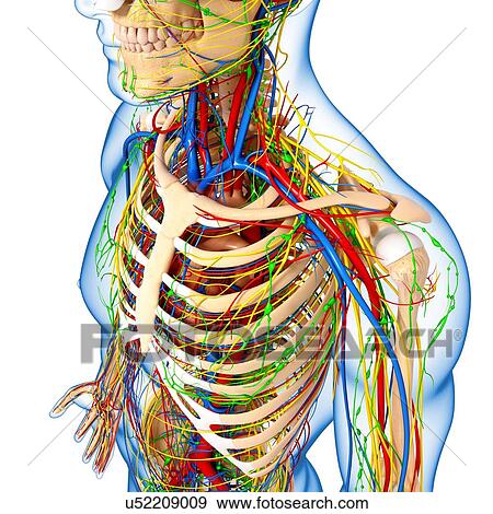 Stock Illustration - Upper body anatomy, artwork. Fotosearch