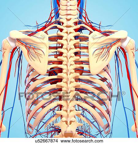 Stock Illustration - Upper body anatomy, artwork. Fotosearch