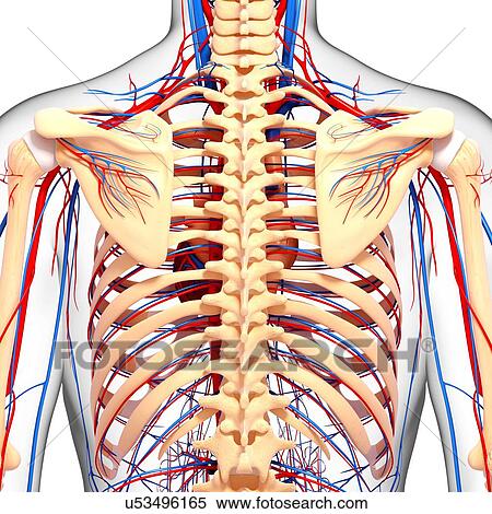 Stock Illustration - Upper body anatomy, artwork. Fotosearch