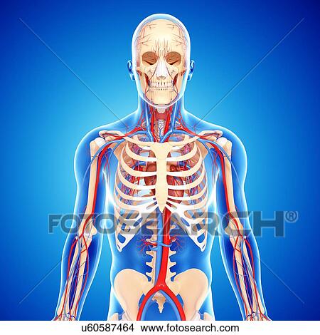 Stock Illustration - Upper body anatomy, artwork. Fotosearch