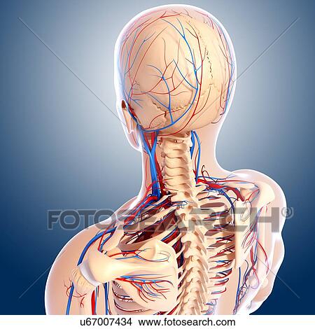 Upper body anatomy, artwork View Large Illustration Stock Illustration - Upper body anatomy, artwork. Fotosearch