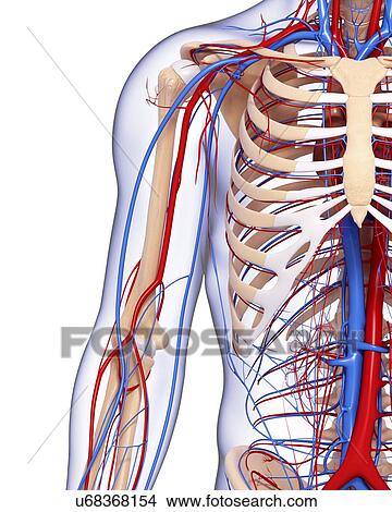 Stock Illustration - Upper body anatomy, artwork. Fotosearch