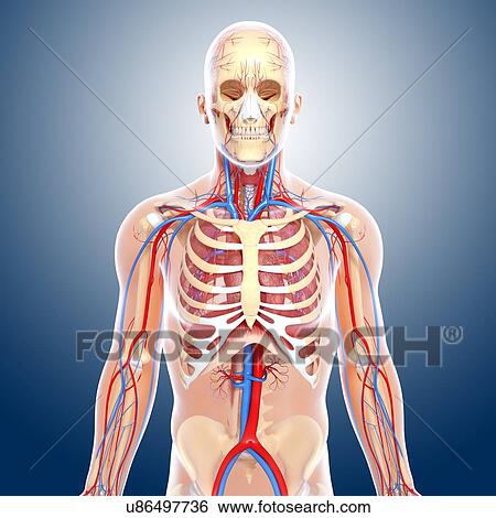 Stock Illustration - Upper body anatomy, artwork. Fotosearch