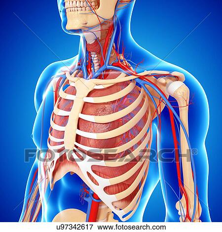 Upper body anatomy, artwork View Large Illustration Stock Illustration - Upper body anatomy, artwork. Fotosearch