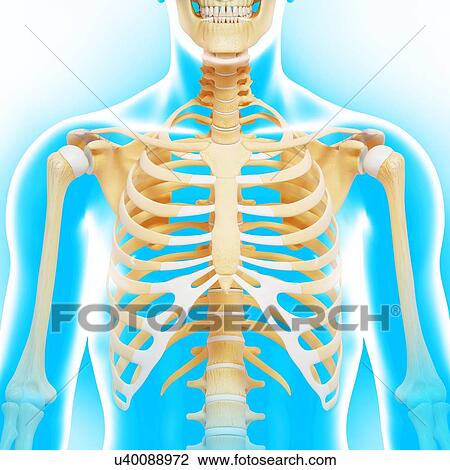 Upper body bones, artwork View Large Illustration Drawing - Upper body bones, artwork. Fotosearch