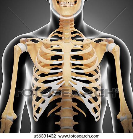 Drawing - Upper body bones, artwork. Fotosearch