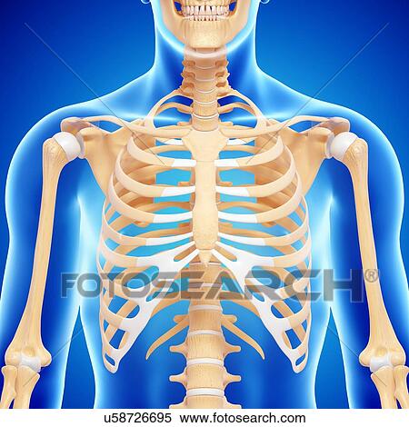 Stock Illustration - Upper body bones, artwork. Fotosearch