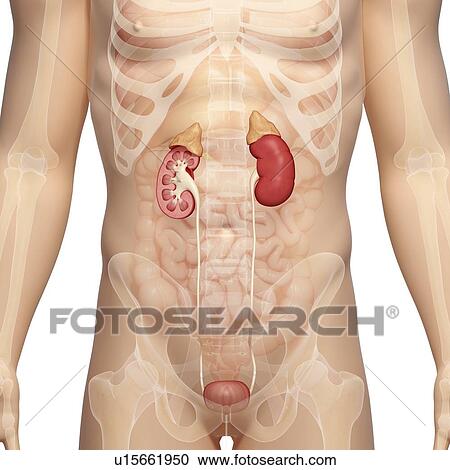 urinary system, artwork View Large Illustration Clipart - urinary system, artwork. Fotosearch
