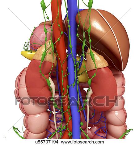 Stock Illustration - urinary system, artwork. Fotosearch