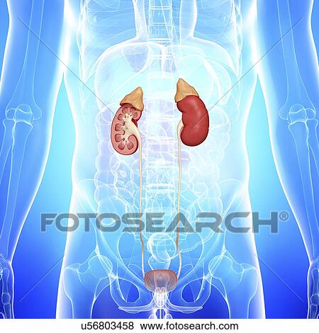 urinary system, artwork View Large Illustration Stock Illustration - urinary system, artwork. Fotosearch