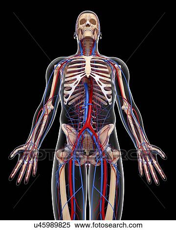 Stock Illustration - Vascular system, artwork. Fotosearch