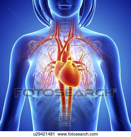 女性 心臓血管のシステム ｱｰﾄﾜｰｸ クリップアート U Fotosearch