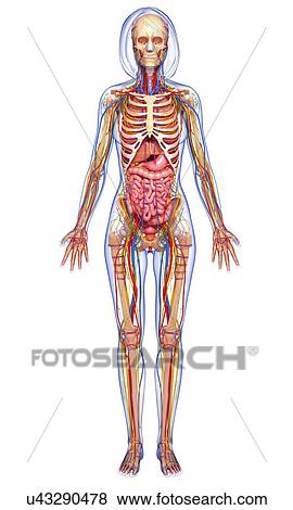 女性 解剖学 艺术品失量图库 U Fotosearch