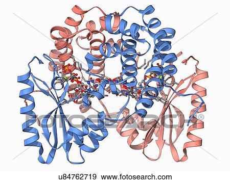 抗生物質 抵抗 酵素の分子 イラスト U Fotosearch