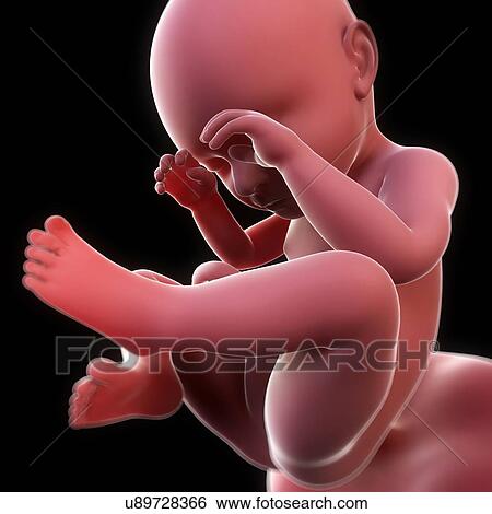 胎児 において ２５ 週 ｱｰﾄﾜｰｸ イラスト U7266 Fotosearch