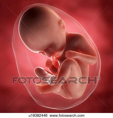 胎児 において 35 週 ｱｰﾄﾜｰｸ イラスト U1446 Fotosearch