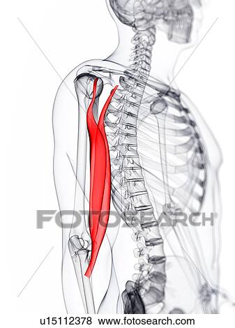 腕 筋肉 ｱｰﾄﾜｰｸ イラスト U Fotosearch