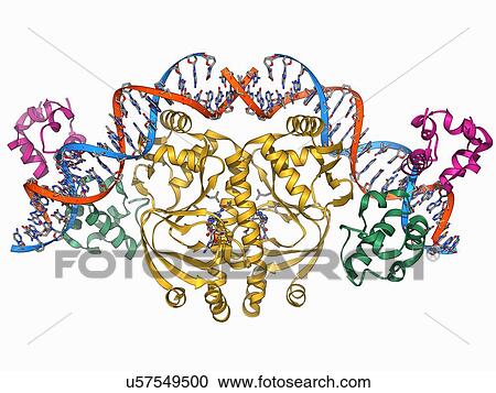 遺伝子 活性剤 タンパク質 クリップアート 切り張り イラスト 絵画 集 U Fotosearch
