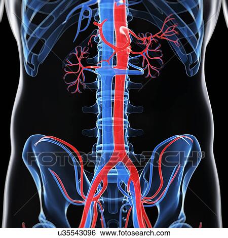 Abdominal aorta and vena cava, artwork View Large Illustration Stock Illustration - Abdominal aorta and vena cava, artwork. Fotosearch