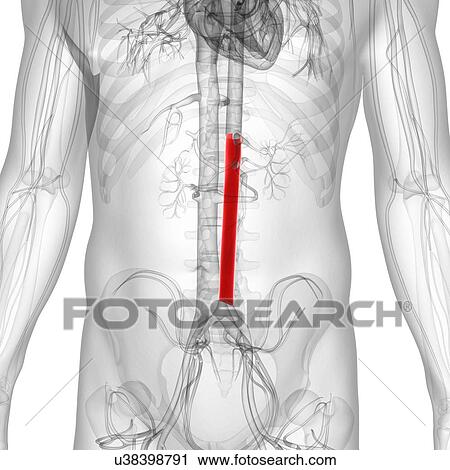 Abdominal aorta, artwork View Large Illustration Clip Art - Abdominal aorta, artwork. Fotosearch