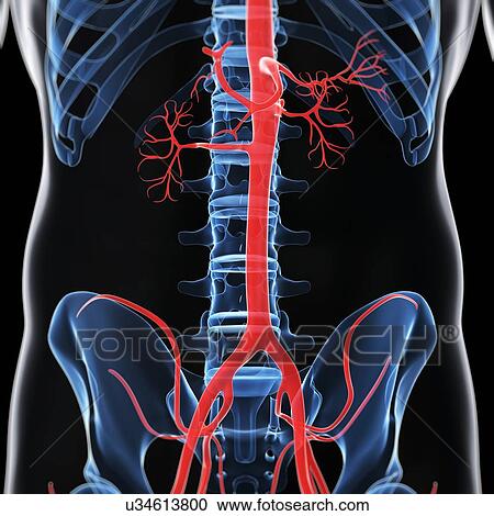Clipart - Abdominal aorta, artwork. Fotosearch