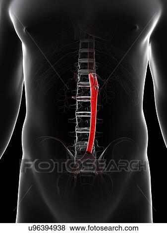 Stock Illustration - Abdominal aorta, artwork. Fotosearch