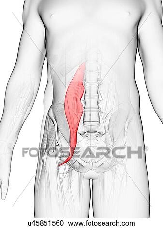Clipart - Abdominal muscle, artwork. Fotosearch