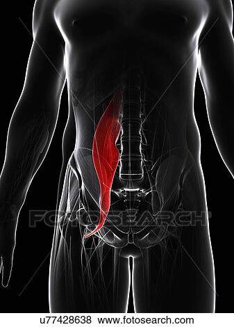 Abdominal muscle, artwork View Large Illustration Stock Illustration - Abdominal muscle, artwork. Fotosearch