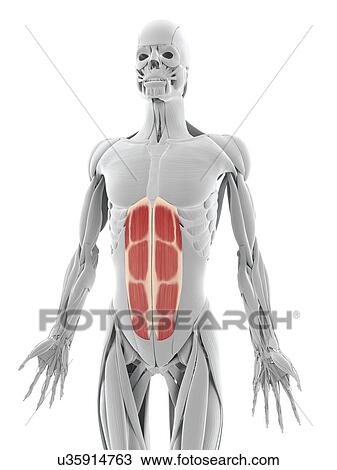 Drawing - Abdominal muscles, artwork. Fotosearch