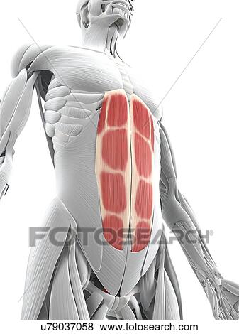 Abdominal muscles, artwork View Large Illustration Stock Illustration - Abdominal muscles, artwork. Fotosearch