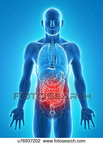 Abdominal pain, conceptual artwork View Large Illustration Drawing - Abdominal pain, conceptual artwork. Fotosearch