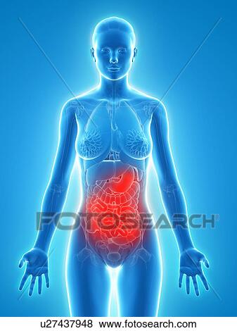 Abdominal pain, conceptual artwork View Large Illustration Stock Illustration - Abdominal pain, conceptual artwork. Fotosearch