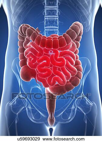 Abdominal pain, conceptual artwork View Large Illustration Stock Illustration - Abdominal pain, conceptual artwork. Fotosearch