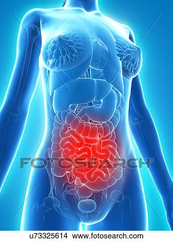 Stock Illustration - Abdominal pain, conceptual artwork. Fotosearch