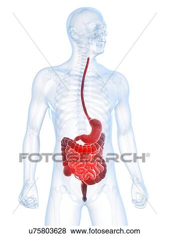 Stock Illustration - Abdominal pain, conceptual artwork. Fotosearch