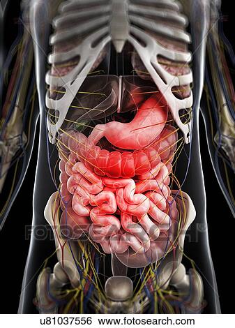 Stock Illustration - Abdominal pain, conceptual artwork. Fotosearch