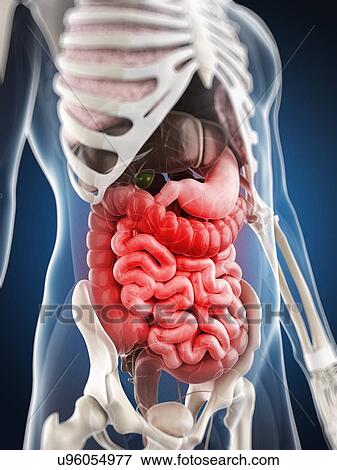 Stock Illustration - Abdominal pain, conceptual artwork. Fotosearch