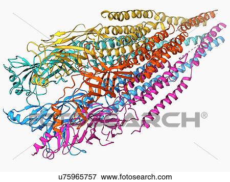 Acetylcholine receptor molecule View Large Illustration Stock Illustration - Acetylcholine receptor molecule. Fotosearch