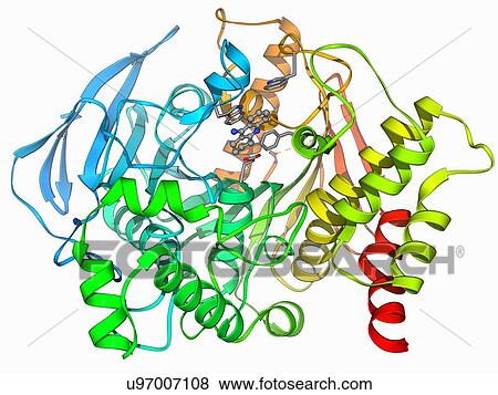 Acetylcholinesterase molecule View Large Illustration Stock Illustration - Acetylcholinesterase molecule. Fotosearch