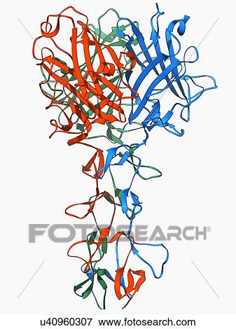 Adenovirus fibre shaft protein View Large Illustration Stock Illustration - Adenovirus fibre shaft protein. Fotosearch