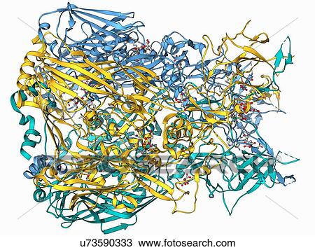 Drawing - Adenovirus hexon protein. Fotosearch