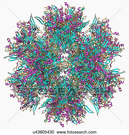 Adenovirus penton base protein View Large Illustration Clipart - Adenovirus penton base protein. Fotosearch