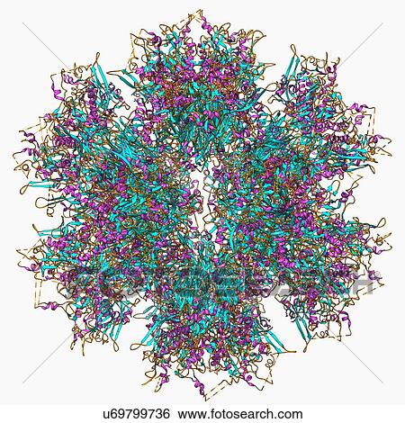 Adenovirus penton base protein View Large Illustration Stock Illustration - Adenovirus penton base protein. Fotosearch